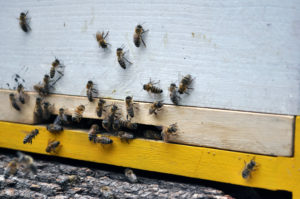 Bienenstände